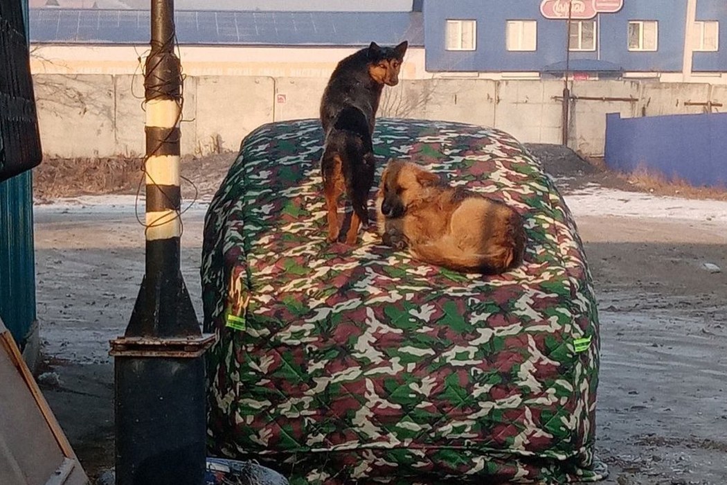 Бродячие собаки в Чите