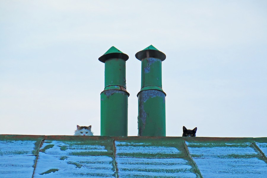 Соседские кошки-разведчики